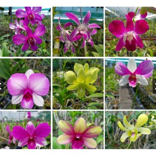 Dendro màu đã cắt hoa ( hình thực tế tại vườn ) [DHA]