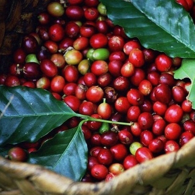 Cà phê Arabica Cầu Đất Rang mộc Nguyên chất | BigBuy360 - bigbuy360.vn