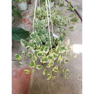 Trầu Bà Ngọc Bích (Bích Thủy, Epipremnum Aureum)