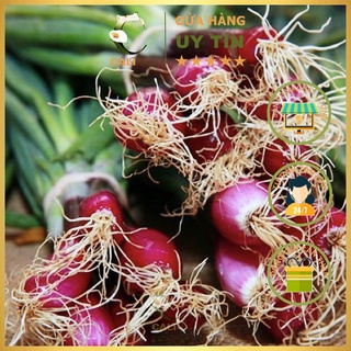 Hạt giống Hành Lá Gốc Tím Rado 938 (2gr)