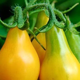 30h Hạt Giống Cà Chua Cherry