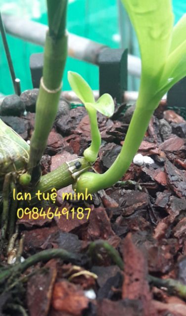 Combo 500g phân trắng và 1 gói fendona