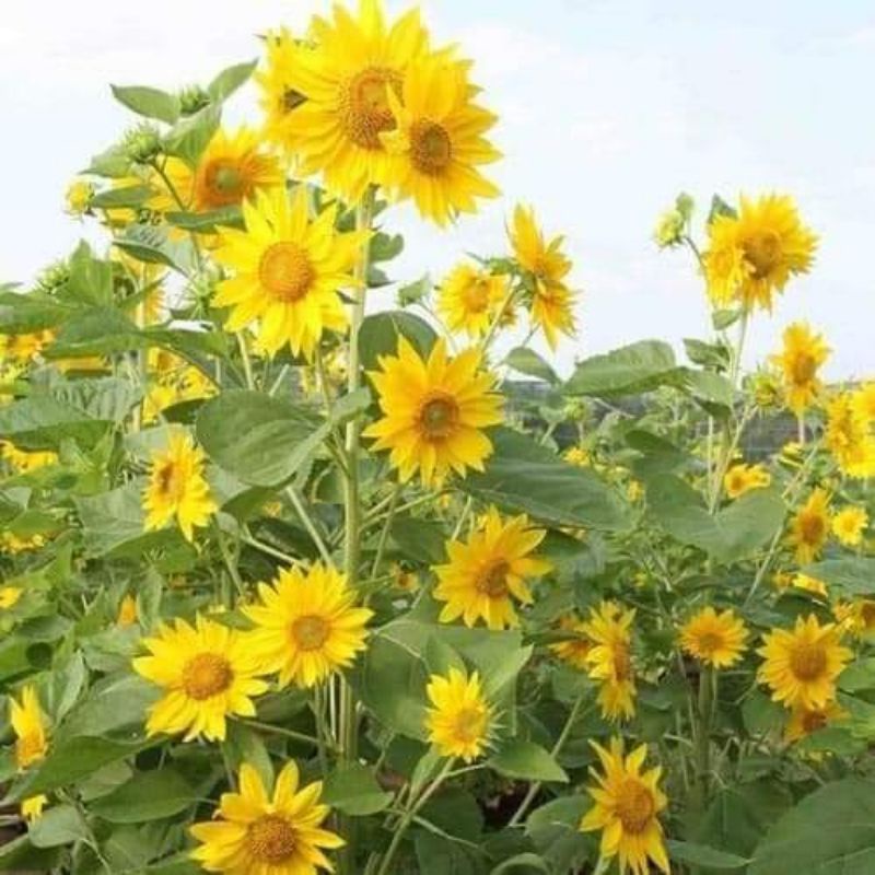 Hạt giống hướng dương tháp siêu hoa ❤️ Siêu Xinh 💥💥 nảy mầm cực đỉnh