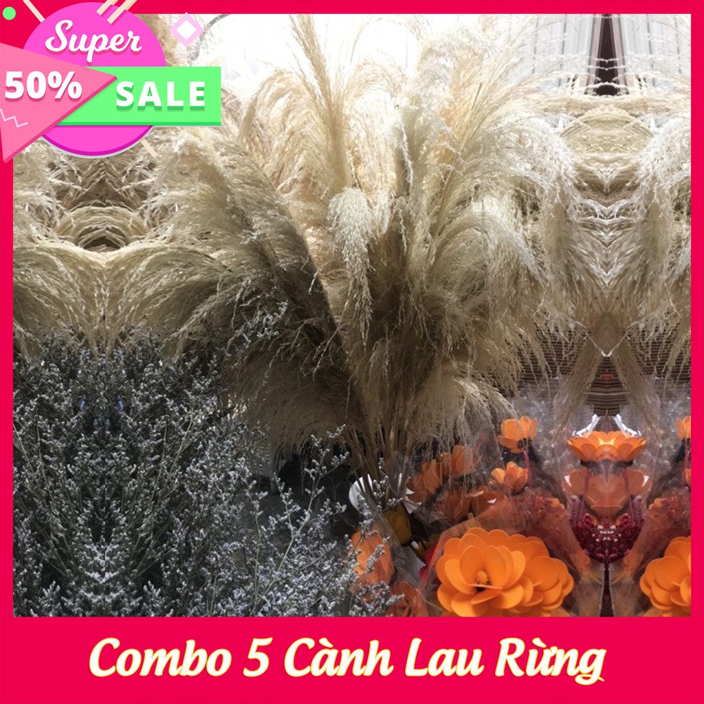 Combo 5 Cành Lau Rừng ⚡MẪU MỚI⚡ cỏ lau decor màu tự nhiên cực đẹp