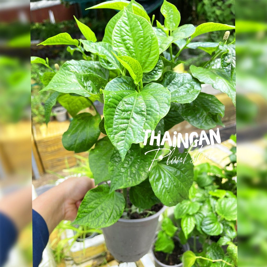 Cây Lá Lốt, Rau Sạch Vườn Trồng - Vườn Ươm Thái Ngân