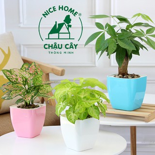 Chậu cây tự dưỡng thông minh - G105 Color