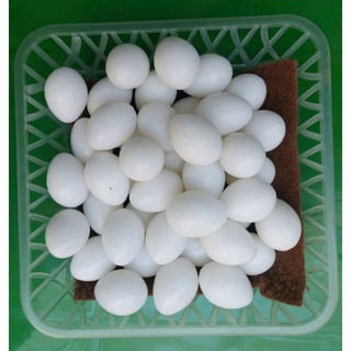 40 Trứng giả bồ câu