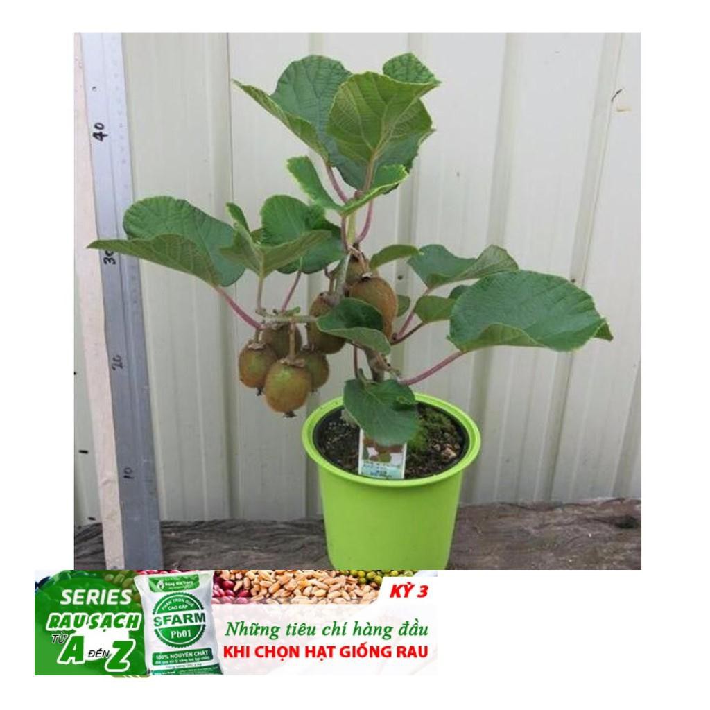 Hạt giống Kiwi lùn - Kiwi bonsai F1 ĐẾN MÙA TRỒNG TẾT