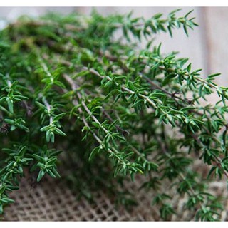 Hạt giống Cỏ Xạ Hương (Thyme)_Rau thơm gia vị nhập gói 0.5gr (~50 hạt)