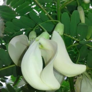 HẠT GIỐNG SO ĐŨA TRẮNG THÁI LAN