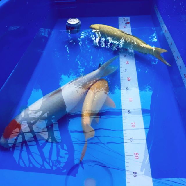 Tank đo cá ASAGHI TANK FRP