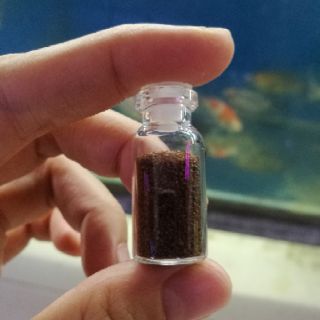 Hạt giống thủy sinh trân châu nhật