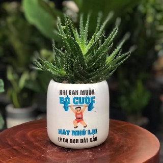 Voucher in hình lên chậu sứ