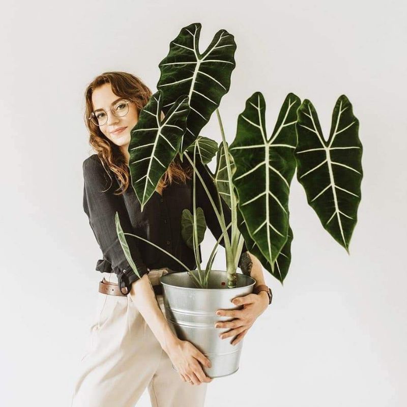 Chậu cứng Môn nhung - Alocasia Frydek