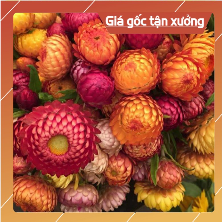 [ Hạt Giống Xịn ]  20H - Hạt giống cúc bất tử màu hồng Khổng lồ F1