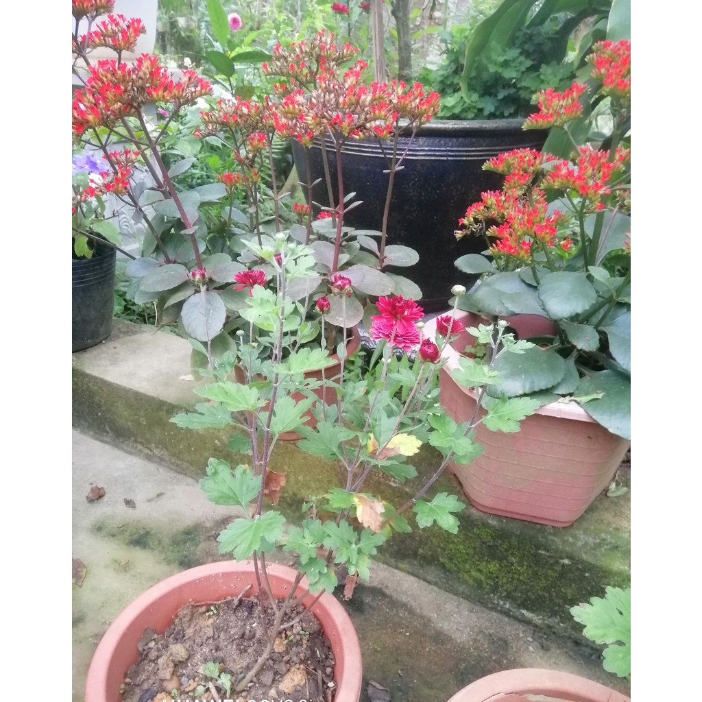 Cây Hoa Cúc Cổ Sơn La