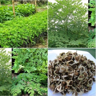 Hạt giống rau chùm ngây - gói 20 hạt kns26