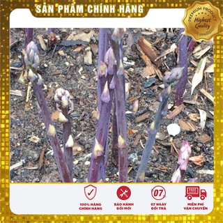 Hạt Giống Măng Tây Tím(10 hạt)