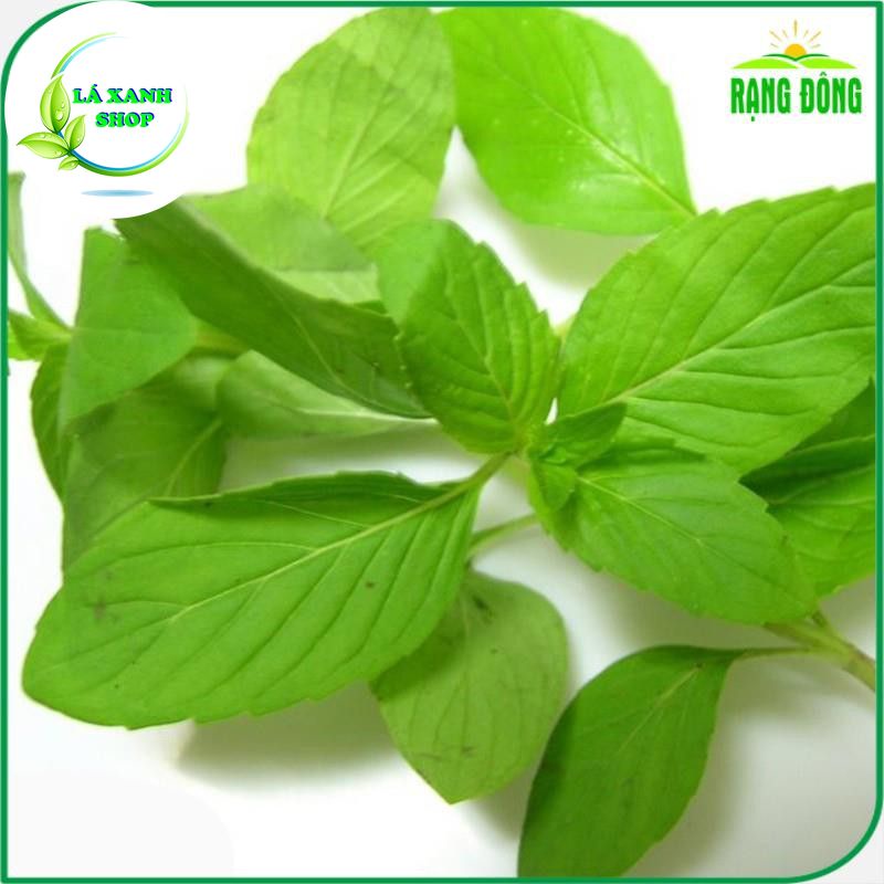 Hạt giống Rau Thơm Sả (É Trắng) Sinh Trưởng Mạnh, Trồng Quanh Năm (gói 5 gram) - Hạt Giống Rạng Đông