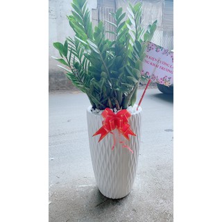 Chậu Cây Kim Phát Tài tặng khai trương