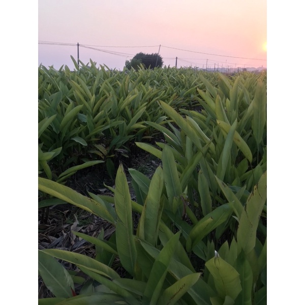 Chuối thiên điểu sẵn hoa