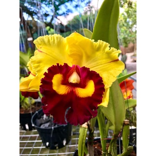 HOA LAN MR YEN cây trưởng thành