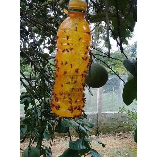 keo xịt ruồi vàng lọ 450ml, bầu ươm cây, lưới che nắng, khay ươm hạt, kích rễ, kích mầm, chậu trồng cây hoa