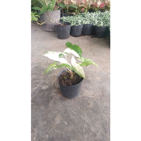 trầu syngonium albo 4lá giá tại vườn