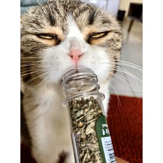 CỎ BẠC HÀ CATNIP CHO MÈO