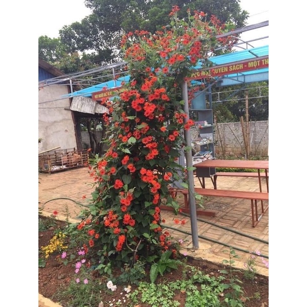 Cúc cổ sơn la, cúc chi...