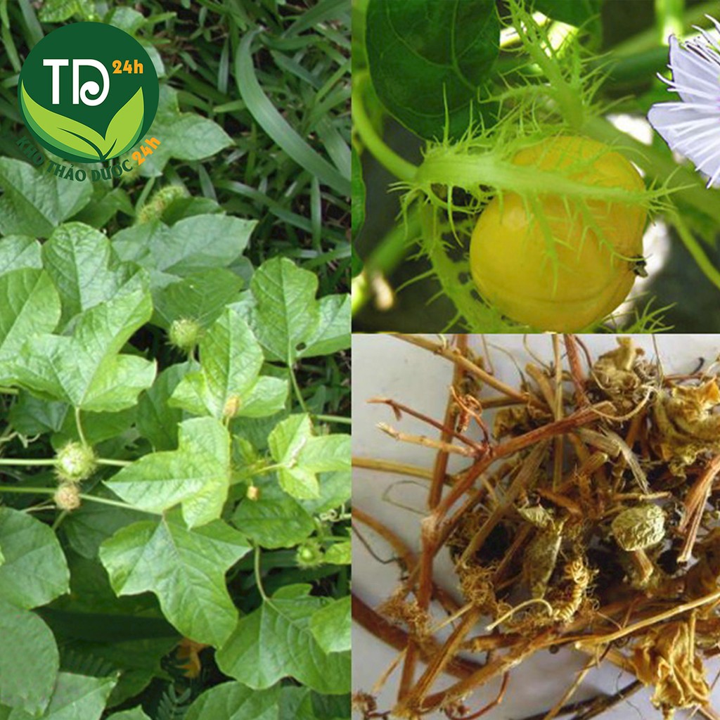 Cây lạc tiên (chùm bao, nhãn lồng) sấy khô, đánh bay chứng phiền muộn, mất ngủ, suy nhược thần kinh, giúp an thần [1kg]