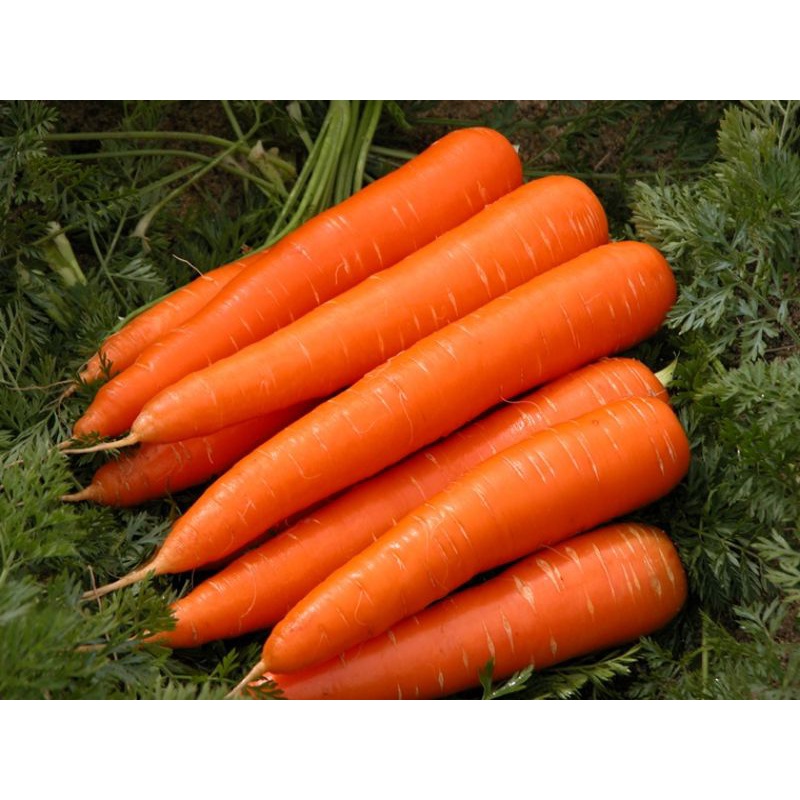Hạt giống Cà Rốt, hạt giống carot gói 2gr