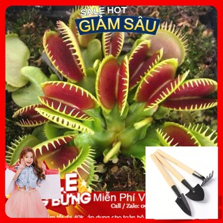 Hạt Giống Cây Ăn Thịt - 10 Hạt / Gói ( Hàng Loại 1 ) - Tặng Kèm Bộ Dụng Cụ Trồng Cây Mini
