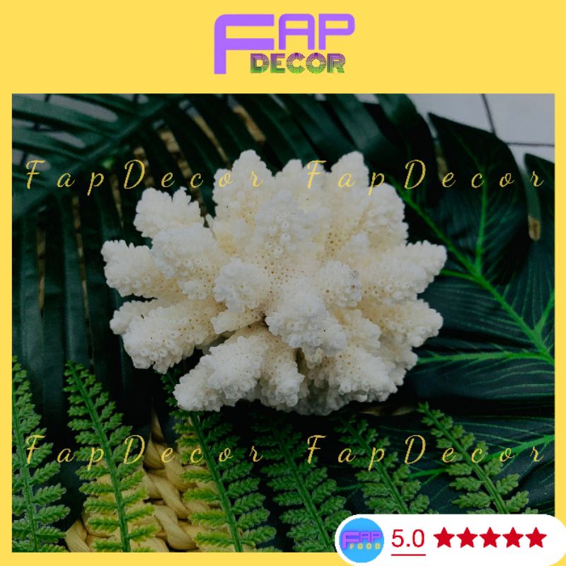 Bộng Rạn San Hô Mini Nhánh Lùn Dể Thương Trang Trí Hồ Thủy Sinh, Decor Phòng Để Bàn Làm Việc - FapFood