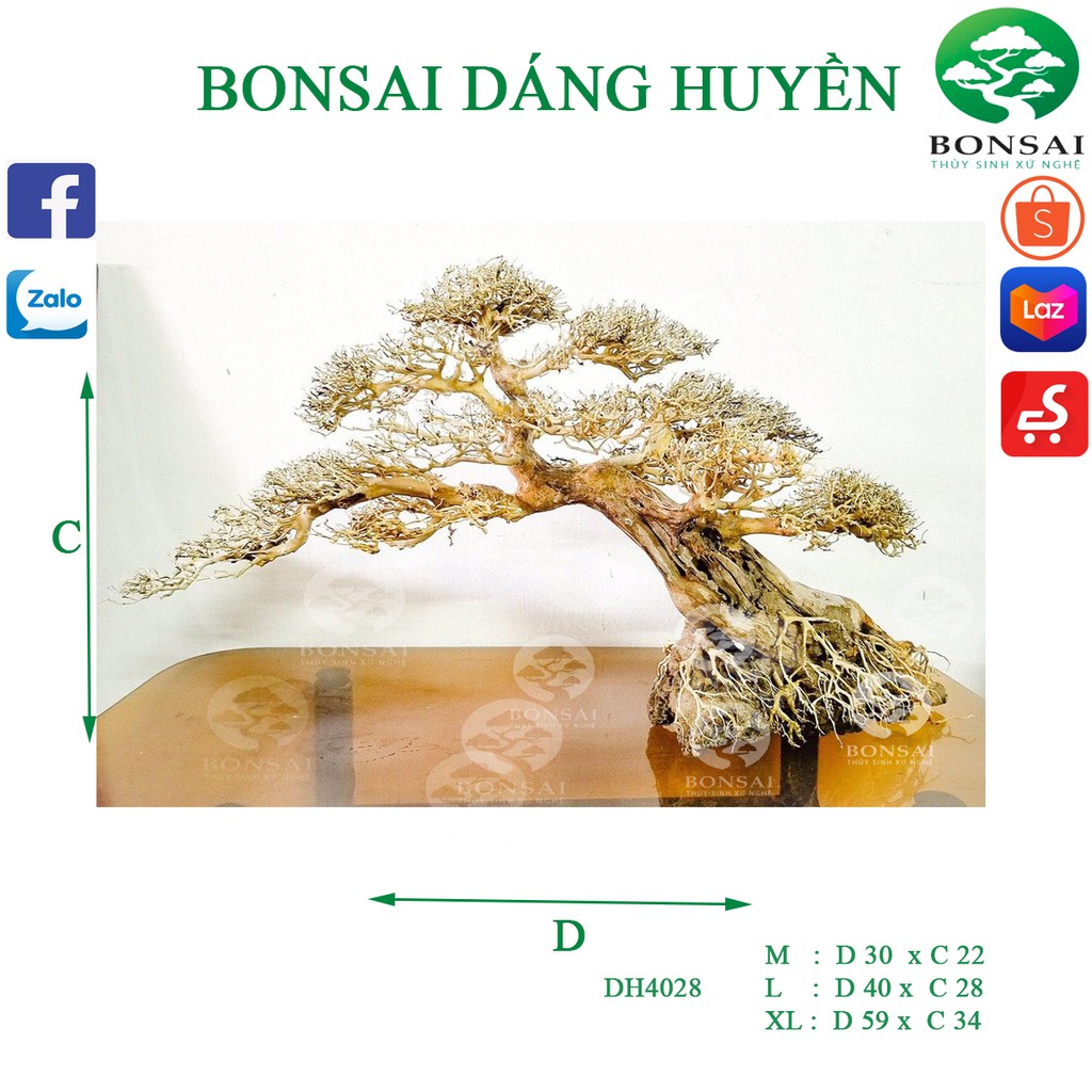 Cây Bonsai Thủy Sinh Dáng Huyển DH4028