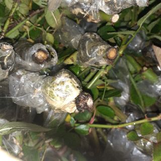 Cành chiết đẹp mới cắt