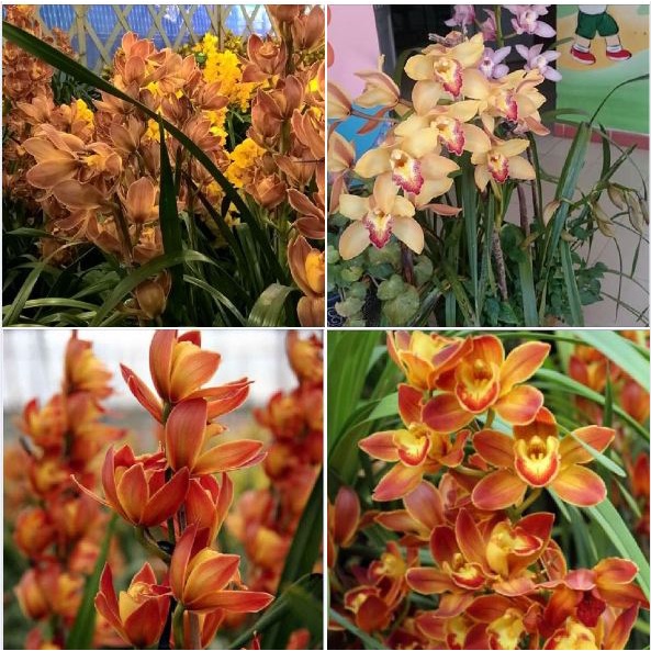 Củ giống hoa địa lan santo hoa màu cam KNS206