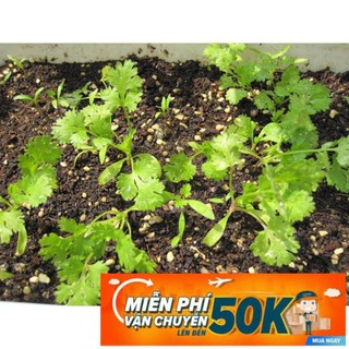 20g Hạt giống Ngò Rí