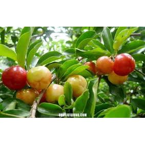 Cây sơri Thái Lan bầu to cao 100cm.