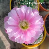 Combo 6 Lobi hoa như 6 hình