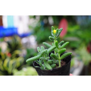 SEN ĐÁ MẶT NẠ 🌵FREESHIP 🔥 ĐÃ THUẦN XỨ NÓNG 🌟SIU CUTE CHUẨN SIZE BẦU 🌟TẶNG 1 PHỤ KIỆN KHI MUA 2 SẢN PHẨM