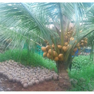 dừa xiêm đỏ mã lai