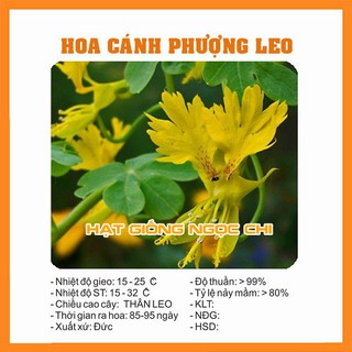 Hạt giống hoa cánh phượng leo - 4 hạt