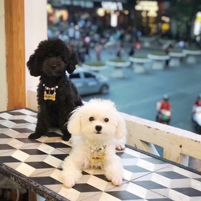 (Dây Da) Vòng Cổ Cho Mèo, Vòng Cổ Cho Chó Mix Hạt Chảm chưa bao gồm thẻ tên - giahuypetshop