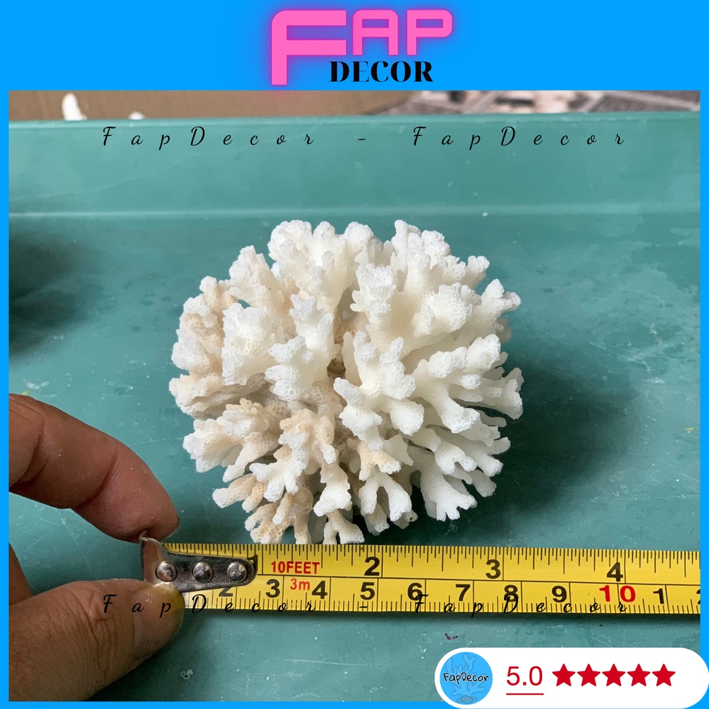 SAN HÔ BÔNG RẠN HÌNH BẮP XÚ SIÊU ĐẸP SAN HÔ BIỂN THIÊN NHIÊN TRANG TRÍ THỦY SINH DECOR NHÀ CỬA