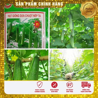 Hạt Giống Dưa Chuột Nếp Ta F1 ngon giòn năng suất-1 gr