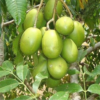 Cây cóc thái lùn chưa có hoa
