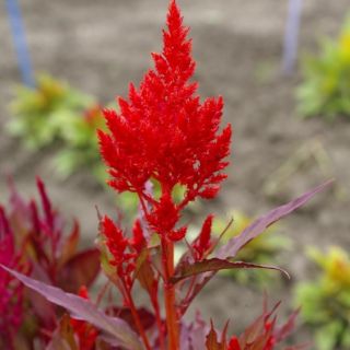 HẠT GIỐNG HOA MÀO GÀ LỬA ( CELOSIA PLUMOSA )