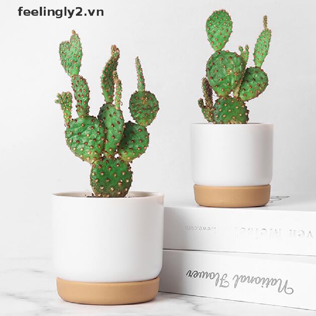 Chậu Hoa Sen Đá 2 Lớp Cỡ Nhỏ Xinh Xắn