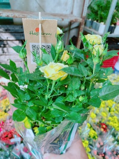 Chậu hoa hồng